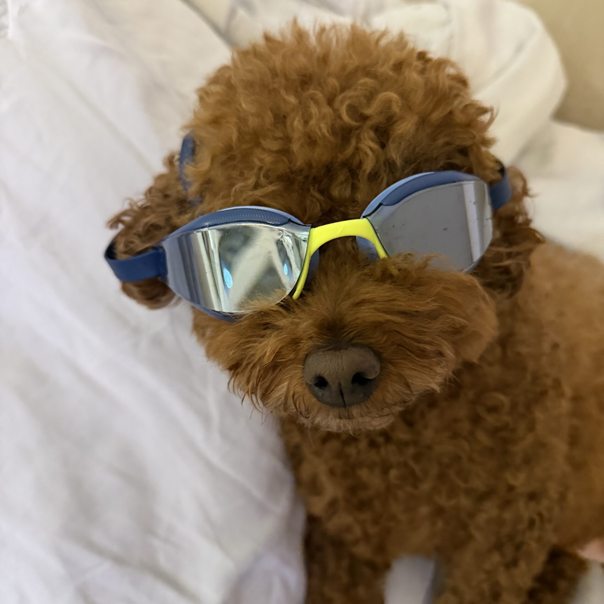 🏊‍♀️Speedo 스피도 Fastskin 하이퍼 엘리트 수경 솔직 후기 🕶️💦